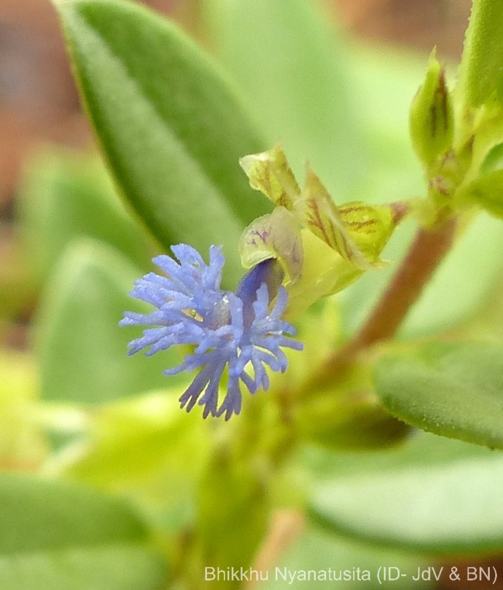 Polygala chinensis L.